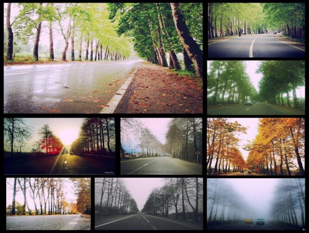 مردم فومن به گوش باشید؛زمزمه قطع درختان ورودی فومن به گوش میرسد!