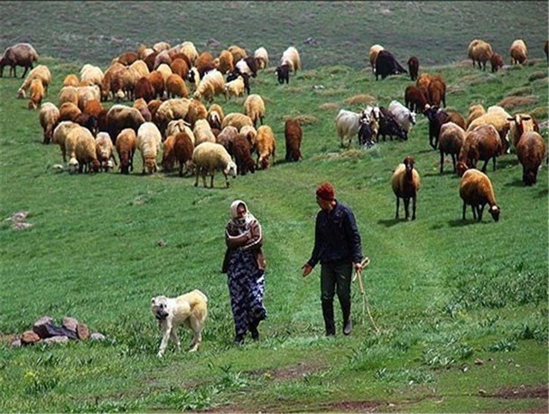 گرانی نهاده های دامی مشکلات عشایر همدان را دو چندان کرده است