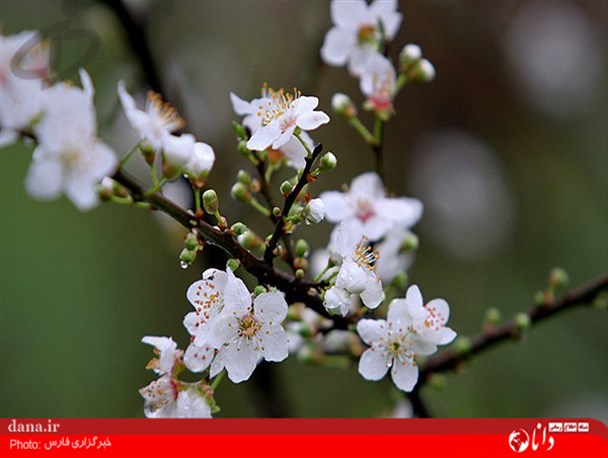 گزارش تصویری/شکوفه درختان در نیمه زمستان