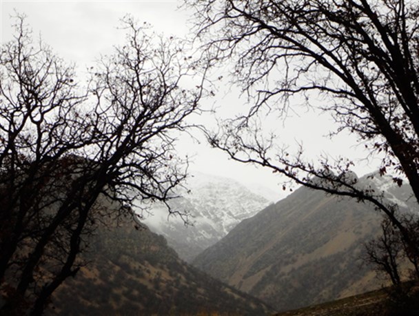 پارک جنگلی یاسوج زیر چتر باران+تصویر