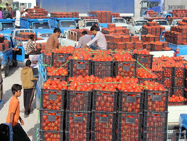 گوجه در منوجان کیلویی 100 تومان !