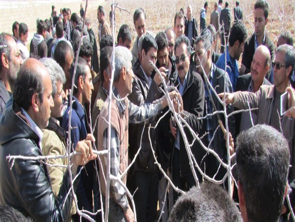 برگزاری نخستین دوره آموزشی «هرس درختان پسته» به میزبانی سروستان