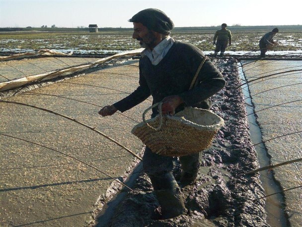 نخستین بذرپاشی و احداث خزانه در فریدونکنار انجام شد / تصاویر