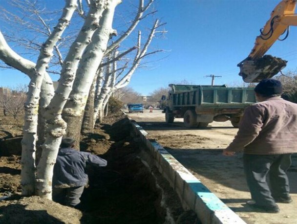 ۳۲ اصله درخت کهنسال گلپایگان برای ادامه یک پروژه جابجا شد
