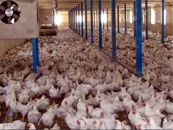هیچ بیماری آنفلوآنزای فوق حاد طیور در استان وجود ندارد