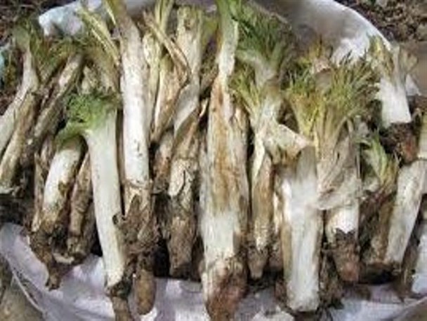 لرزه بر اندام گیاهان خوراکی در استانه فصل بهار