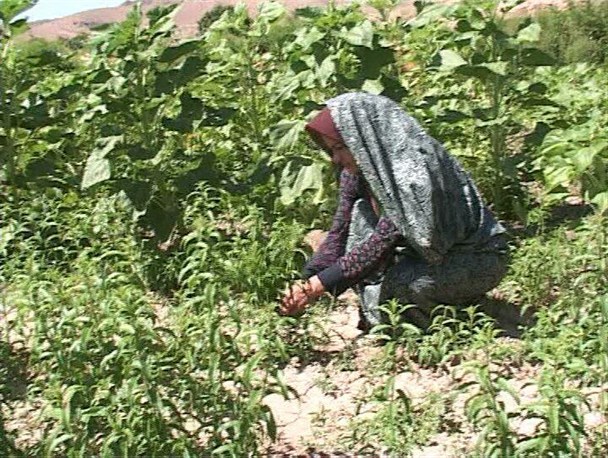 کاشت 20 نوع گیاه داروئی در یک مزرعه توسط بانوی بهابادی