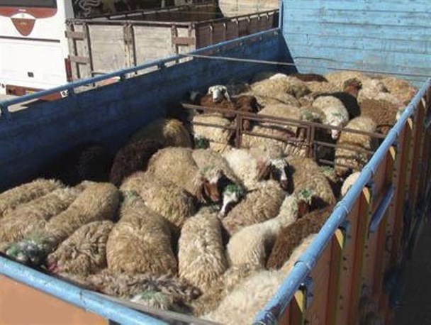 جلوگیری از خروج ۳۲۰ راس دام فاقد مجوز از چهارمحال و بختیاری