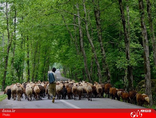 گزارش تصویری/مازندران در یک نگاه