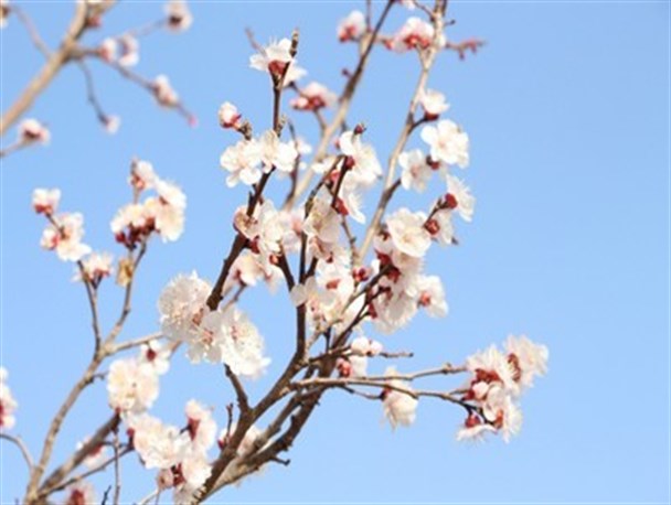 شکوفه های بهاری در آران و بیدگل