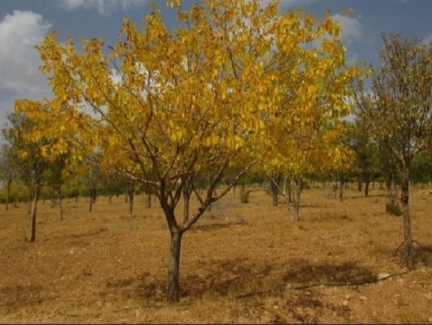 بویین میاندشت در سالی که گذشت / تصاویر