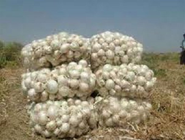واردات پیاز پاکستانی اشک کشاورزان را درآورد/ تولیدکنندگان ضعیف تریــن حلقــه زنجیره کشاورزی هستند