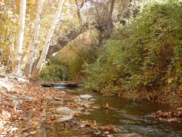 ناشناخته‌های گردشگری در دیار تاکستان‌های سرسبز