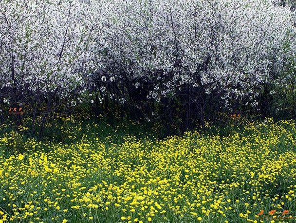 رخ نمایی بهار در واپسین روزهای زمستان در بام ایران+عکس