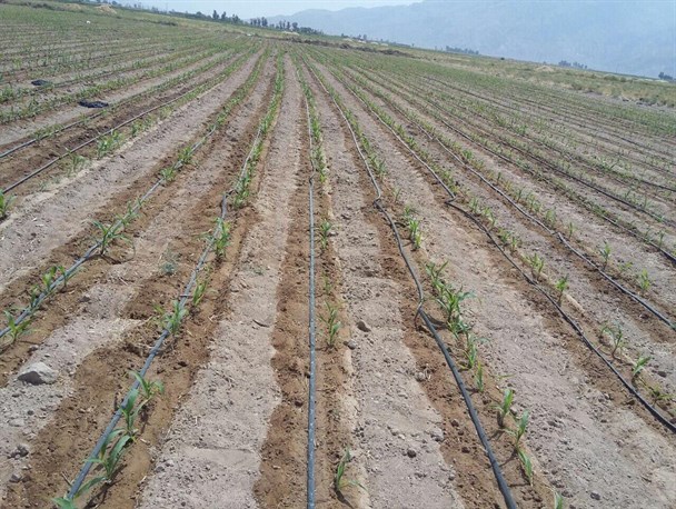 ۴۸۰۰ هکتار از اراضی کشاورزی به سیستم‌های نوین آبیاری مجهز شد