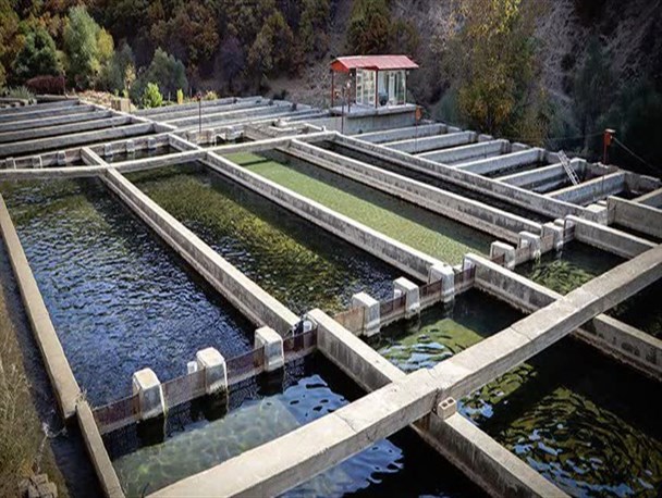 شنای صنعت آبزی‌پروری در سونامی قیمت نهاده‌ها/ لزوم ترویج پرورش ماهیان سخت‌زی