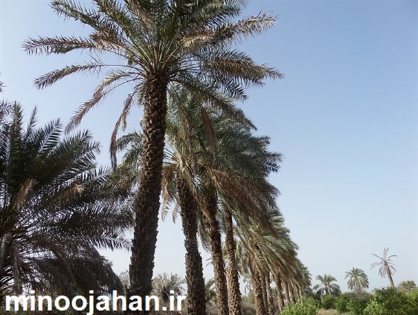 نخلستان های زیبای منوجان در قاب تصویر