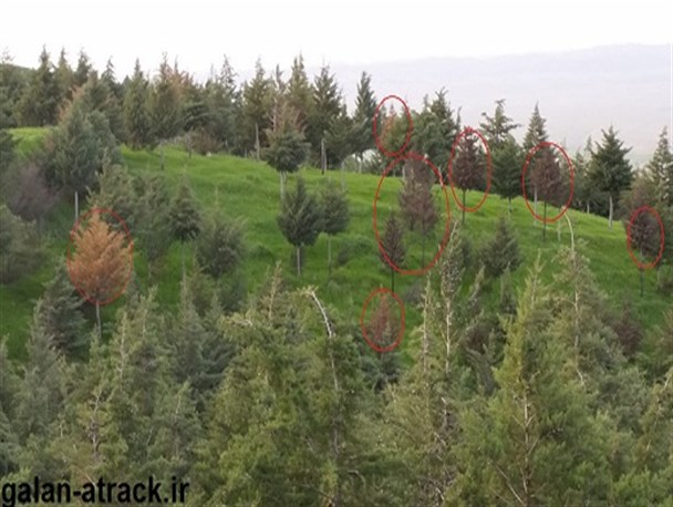 خزان در بهار برای درختان کاج گردنه مراوه تپه