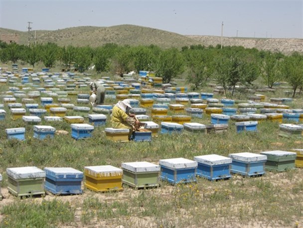 زنبور داران ماهنشانی سالانه ۱۳۷ هزار کیلوگرم عسل تولید می کنند/طبیعت ماهنشان بهترین مکان برای تولید عسل است+تصاویر