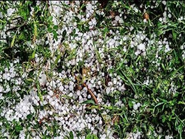 خسارت تگرگ به 740 هکتار از محصولات زراعی و باغی قصرشیرین