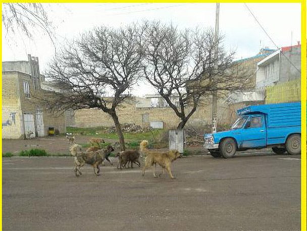 بی تدبیری مسئولان و جولان سگها در سراب