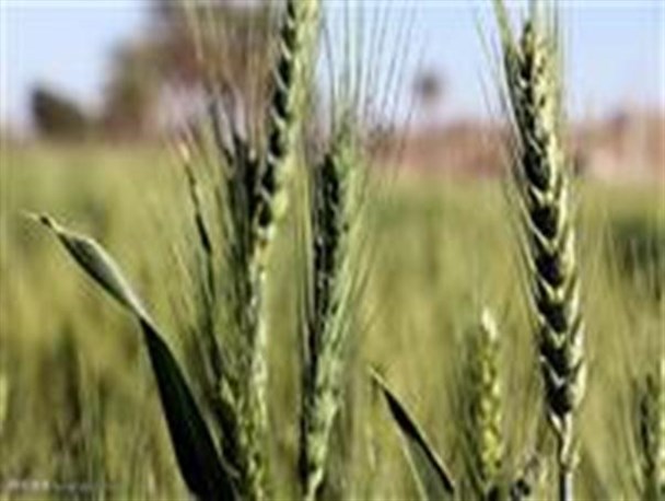 آغاز مبارزه با سن غلات در چهارمحال و بختیاری
