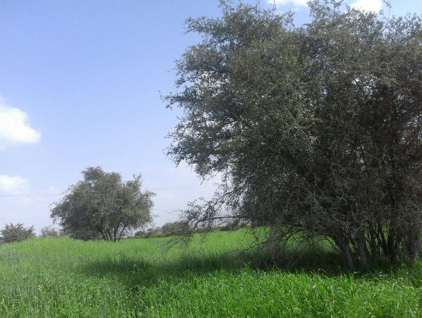 باشت بهشت گمشده جنوب کشور/طبیعت بکر و هوای دل انگیز باشت در انتظار مسافران