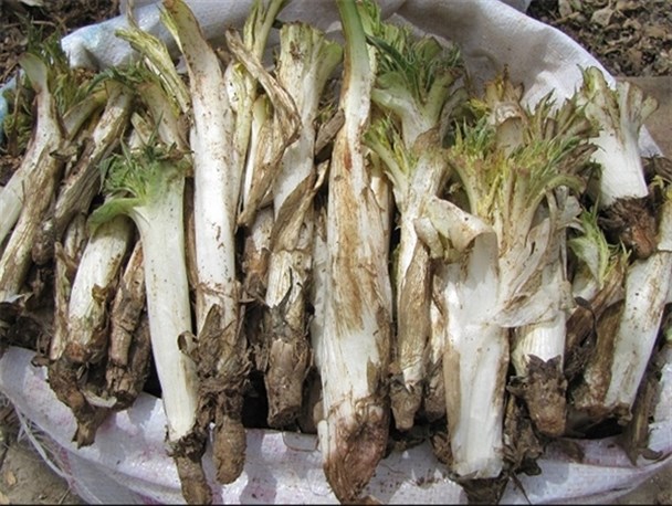 فروش گیاهان بهاری نان سفره بیکاران بیجاری/برداشت بیش از135 نوع گیاهان خوراکی و دارویی در بیجار