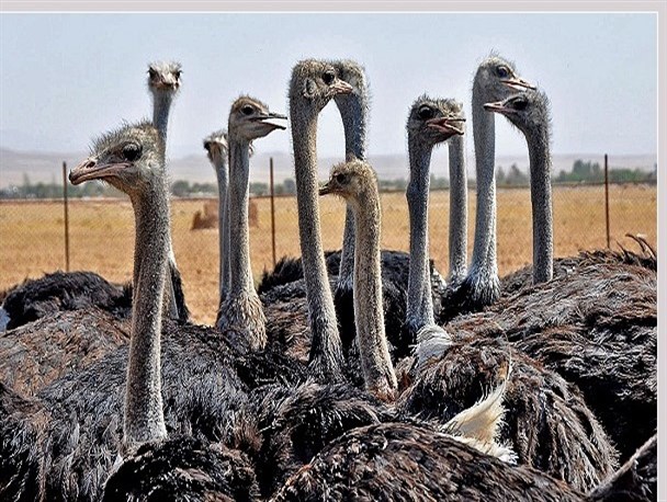 پرورش شتر مرغ، بلدرچین و پسته در حوزه مقاومت بسیج