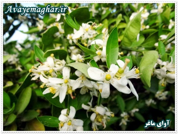 شکوفه های بهارنارنج روستای اسلام آباد بهمئی در معرض نابودی+تصاویر