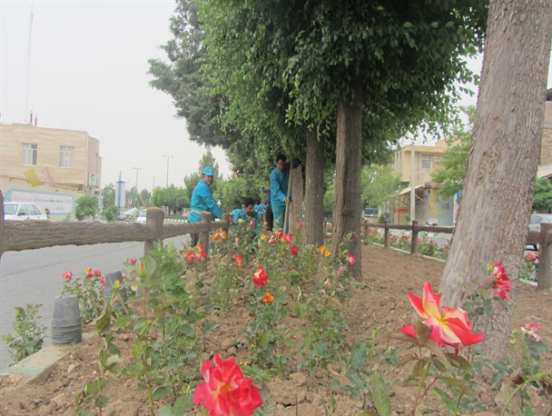 شهرداری دلیجان گل کاشت + عکس