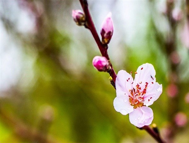 طبیعت زیبای بهاری نکا به روایت تصاویر