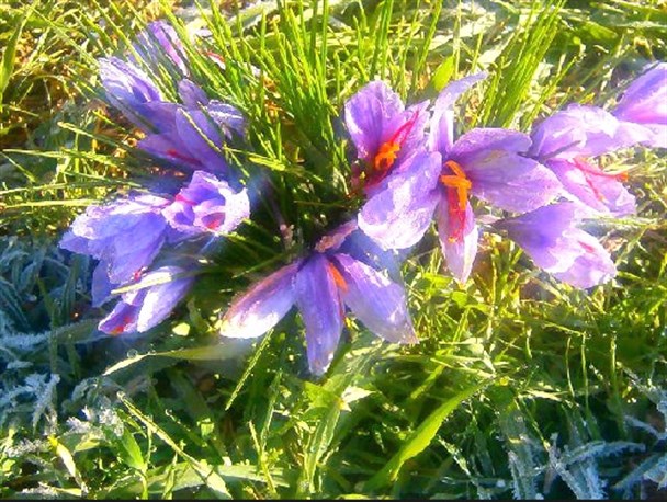 «طلای سرخ» صندوقچه گنج کشاورز نمونه زفره ای/ تلاش خانوادگی، خشکسالی را از رو بُرد