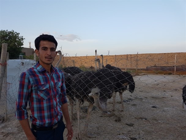 اقتصاد مقاومتی به سبک خانوادگی/ پرورش شتر مرغ در منزل مسکونی