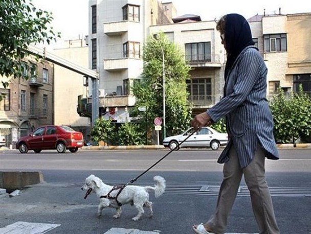 سگ گردانی؛ از کلاس اجتماعی تا راهی برای عقده‌گشایی/ پرورش «سگ آدم‌خوار» علی‌رغم ممنوعیت استفاده از آن در بسیاری از کشورهای جهان!