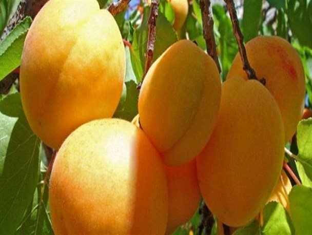 دورود؛ قطب تولید زردآلو در لرستان/ اقتصادی که با توسعه گردشگری شکوفا می‌شود