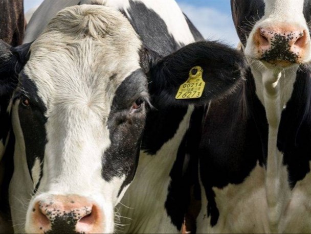 پرداخت تسهیلات ۲۰۰ میلیونی با نرخ ترجیحی ۱۱ درصد به دامدارن استان مرکزی/ پلاک کوبی تنها شرط دریافت دامدار کارت است