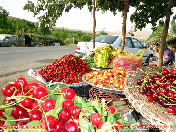 برداشت گیلاس 110 هکتار از باغات اشنویه آغاز شد
