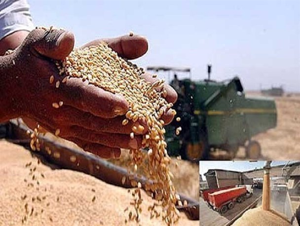تولید گندم با کیفیت؛ واردات آرد بی کیفیت/ برترین شهرستان تولید کننده گندم لرستان سیلو ندارد!
