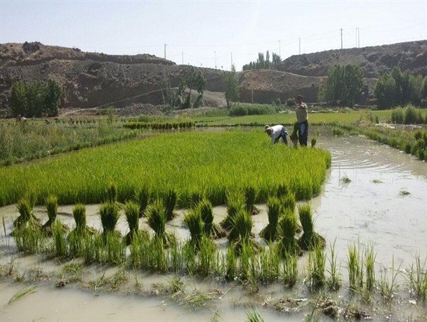 کاشت برنج در شالیزارهای شهرستان سامان آغاز شد+تصاویر