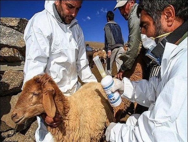 آغاز فاز اول واکسیناسیون رایگان تب برفکی در شهرستان کمیجان
