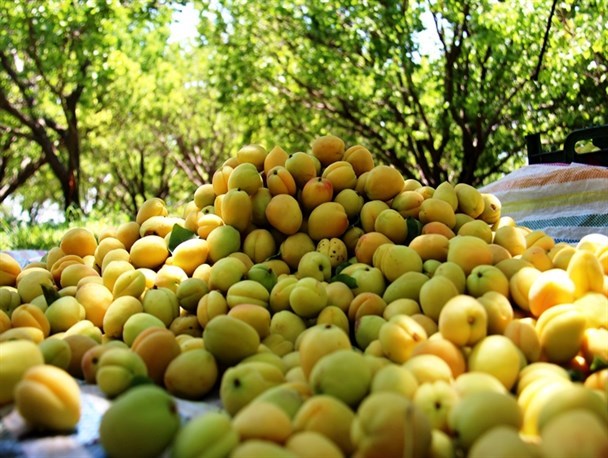 برداشت زردآلو از 430 هکتار از باغات شهرستان کوثر آغاز شد