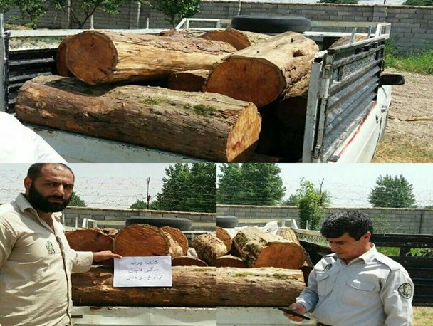 کشف 10 اصله چوب جنگلی قاچاق در روستای دارکلاته+ تصاویر