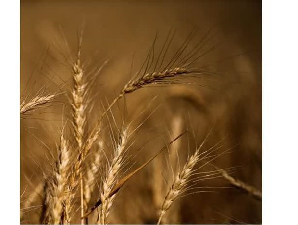​آغاز خرید تضمینی گندم در چهارمحال و بختیاری