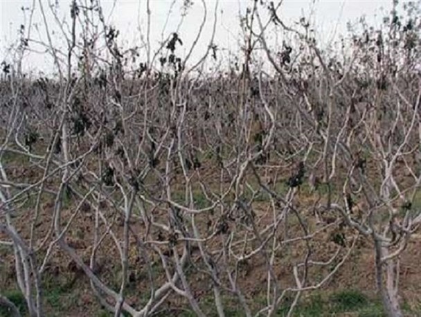 450 میلیارد تومانی خسارت  به باغات پسته شهرستان زرند در اثر خشکسالی و سیلاب