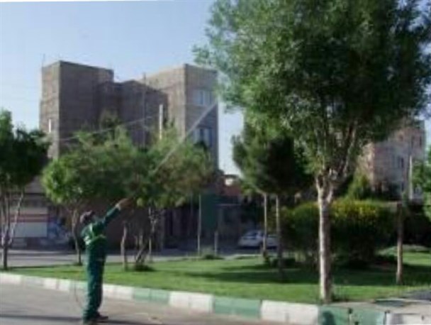 سم پاشی درختان باقرشهر