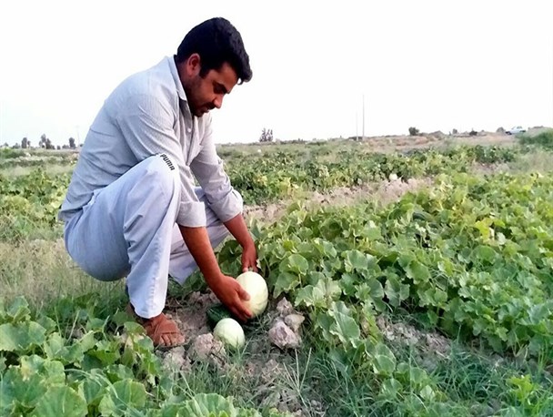 گزارش تصویری/ برداشت قندک از مزارع سیستان