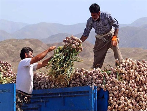 بازهم دلالان زودتر از دولت به مزارع رسیدند/ راه خرید توافقی باز است؛ سیرکاران به تعاونی‌های کشاورزی مراجعه کنند