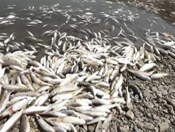 برداشت بی‌رویه آب، نفس آبزیان را گرفت/ هزاران ماهی در رودخانه قلعه سنگی خرم‌آباد تلف شدند