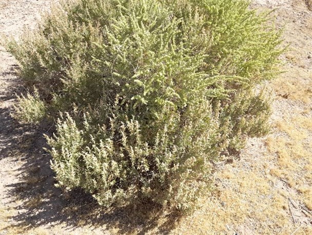 ۵۰۰ هکتار از منطقه کوه نمک قم نهال‌کاری شده است